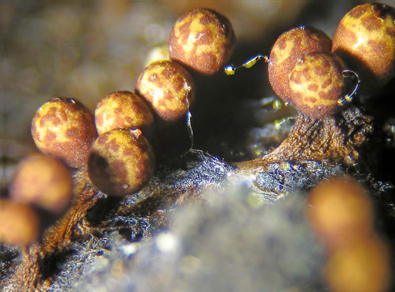Trichia botrytis